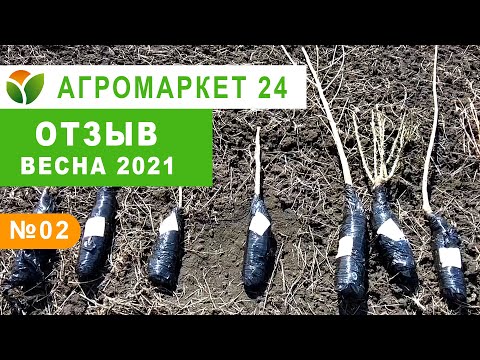 Агромаркет Саженцы Каталог 2022 Интернет Магазин